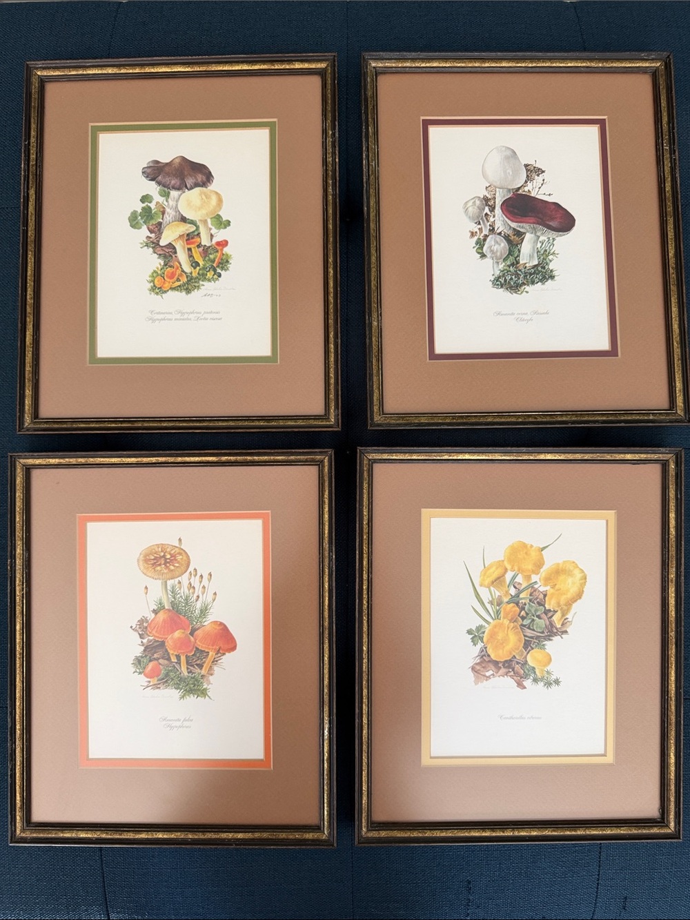 Set of 4 Mushroom Botanical Prints vintage professionally framed double matted